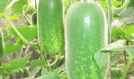 满朝吃瓜全局,宫廷盛宴背后的吃瓜大戏