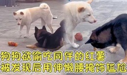 狗可以吃土瓜么,土瓜对狗狗的适宜性探讨