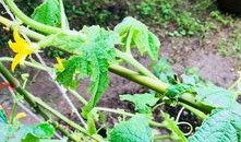 怎么防黄守瓜虫吃瓜叶,防黄守瓜虫的实用技巧