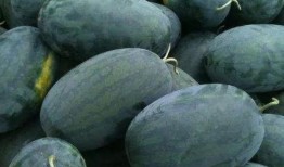 耍瓜可以吃吗,揭秘能否成为美味佳肴的秘密