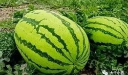 梦见摘瓜吃瓜啥意思啊,摘瓜吃瓜的寓意与象征