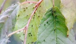 专吃瓜菜叶的飞虫,揭秘专吃瓜菜叶的昆虫世界