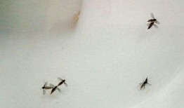 专吃瓜菜叶的飞虫,揭秘专吃瓜菜叶的昆虫世界