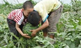 莆田上塘吃瓜事件,一场引发热议的社区冲突纪实