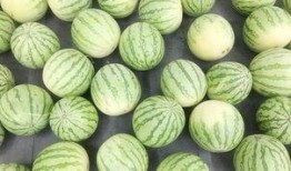 安静天天吃瓜,揭秘安静吃瓜的日常