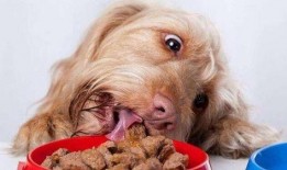 狗可以吃土瓜么,土瓜对狗狗的适宜性探讨